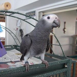 African Grey Parrot For Adoption