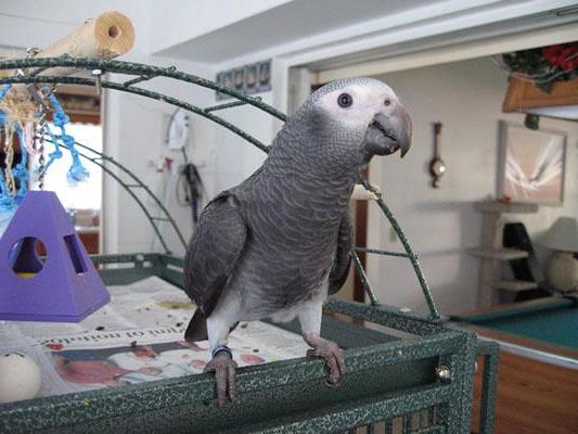 African-Grey-Parrot