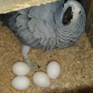 Congo African Grey Parrot Eggs