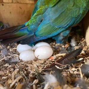 Blue Throated Macaw Eggs