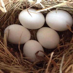 Black palm Cockatoo Parrot Eggs