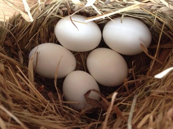 Black palm Cockatoo Parrot Eggs