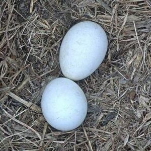 Eagle Eggs