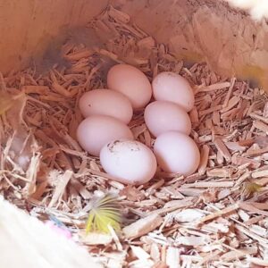 Eclectus Bird Eggs