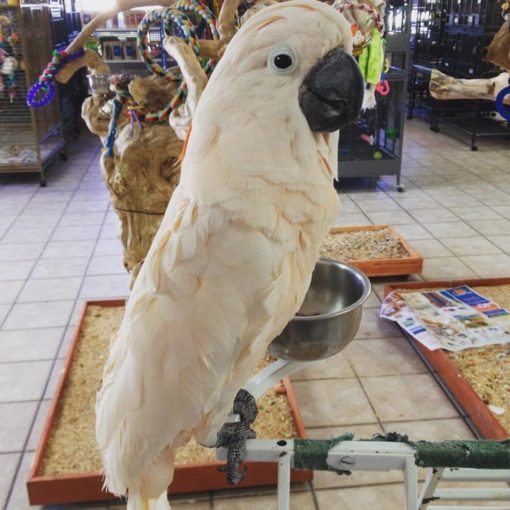 Moluccan Cockatoo Parrots