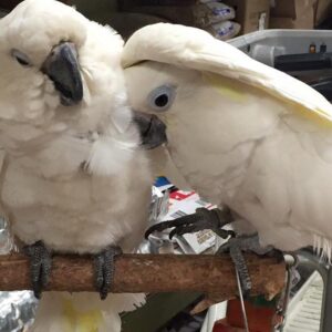 Umbrella Cockatoo Parrots