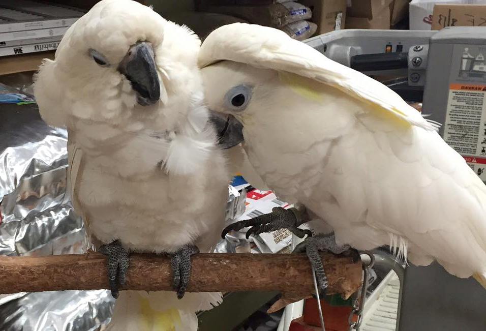 Umbrella Cockatoo Parrots