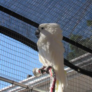 Umbrella Cockatoo Parrots