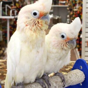 Goffin’s Cockatoo Parrots