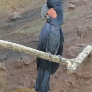 Black Palm Cockatoo Parrots