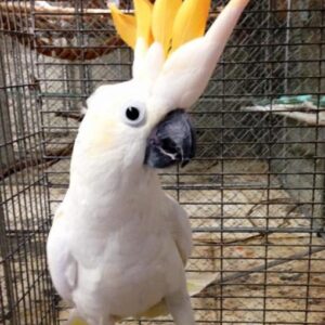 Victorine-Citron crested Cockatoo Parrots