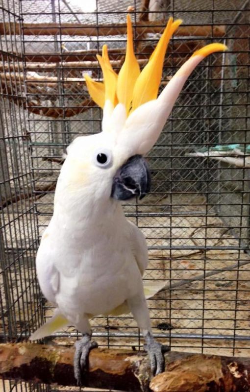 Victorine-Citron crested Cockatoo Parrots