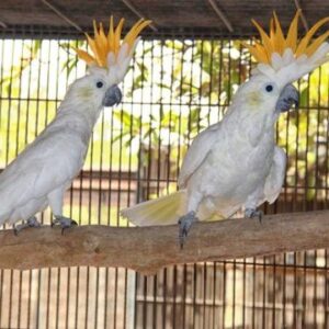 Victorine-Citron crested Cockatoo