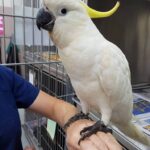 Sulphur Crested Cockatoo Baby Parrots