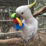 Sulphur Crested Cockatoo Parrot