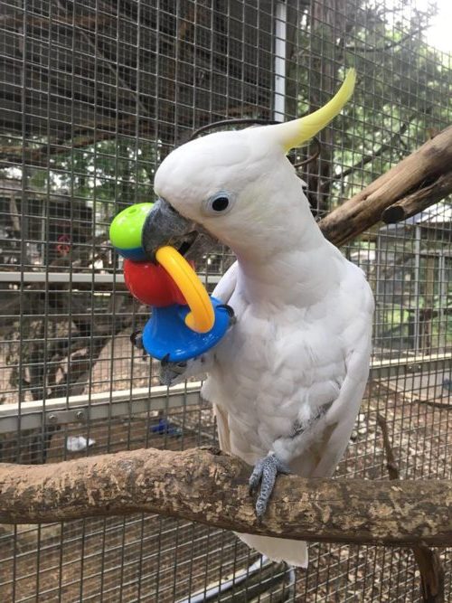 Sulphur Crested Cockatoo Parrot