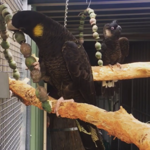 Yellow Tail Black Cockatoo Parrots