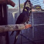 Yellow Tail Black Cockatoo Parrots