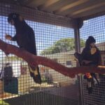 Yellow Tail Black Cockatoo Parrots