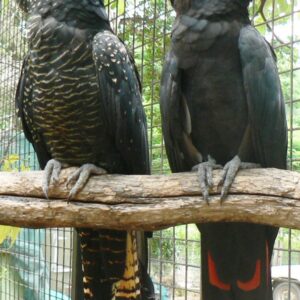 Red Tail Black Cockatoo Parrots