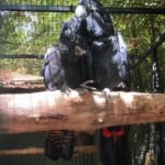 Red Tail Black Cockatoo Parrots