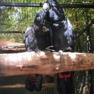 Red Tail Black Cockatoo