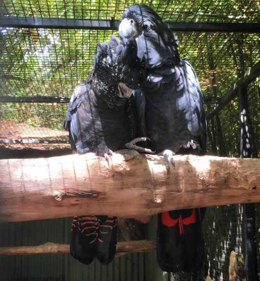 Red Tail Black Cockatoo Parrots