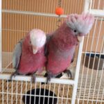 Rose Breasted Cockatoo Parrots