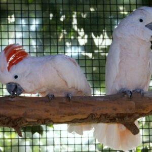 Moluccan Cockatoo Parrots