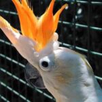 Victorine-Citron crested Cockatoo Parrots