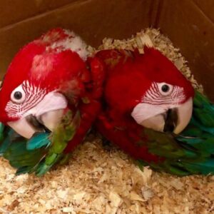 Green Wings Macaw Baby Parrots