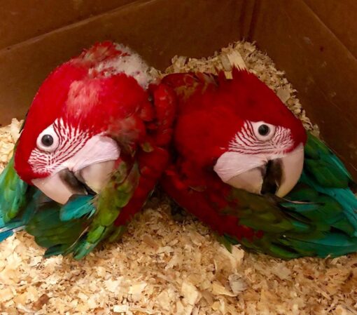 Green Wings Macaw Baby Parrots