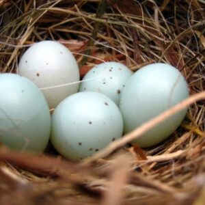 Double Yellow Head Amazon Eggs