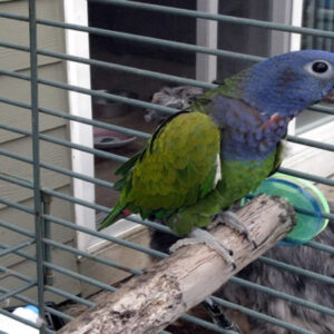 Pionus Baby Parrots