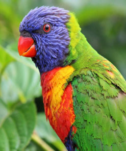 Rainbow Lorikeet