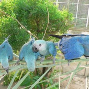 Spix’s Macaw Parrots