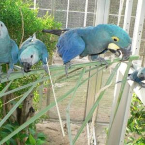 Spix’s Macaw Parrots