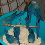 Spix’s Macaw Baby Parrots