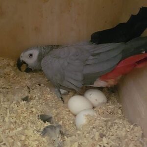 African Grey Parrot Eggs