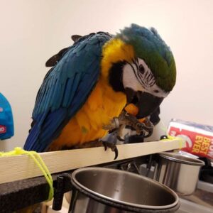 Blue & Gold Macaw Baby Parrots