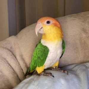 Caique Parrot For Sale