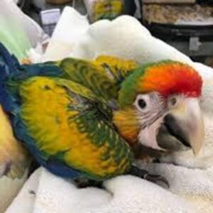 Catalina Macaw Baby Parrots