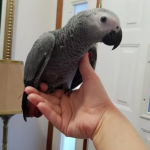 Healthy African Grey Parrot