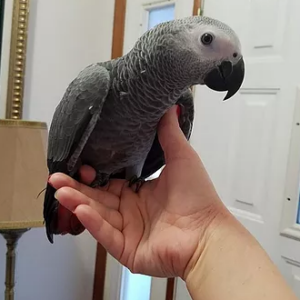 African Grey Parrot For Rehoming