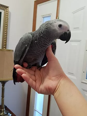 African Grey Parrot