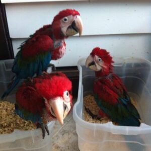 Green Wings Macaw Baby Parrots