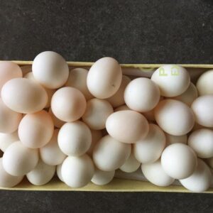 Caique Parrot Eggs