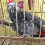 Mature African Grey Parrot