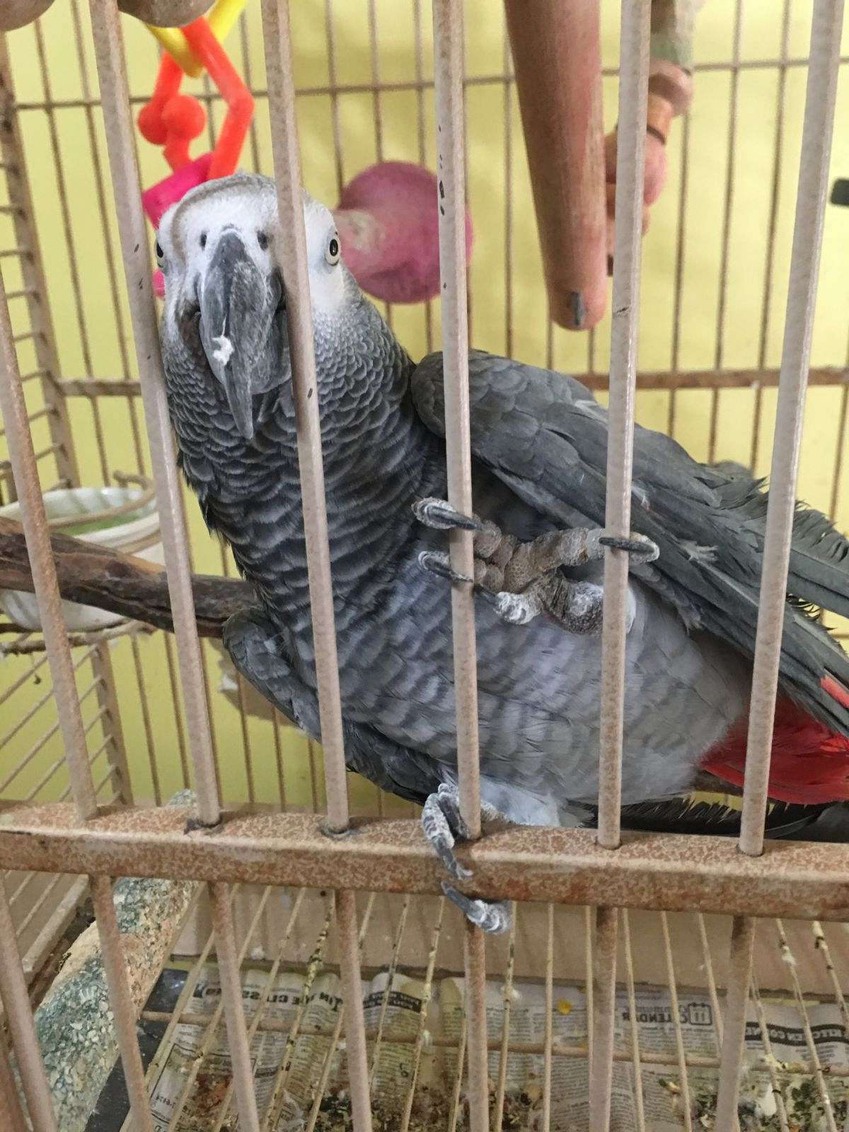 Mature African Grey Parrot