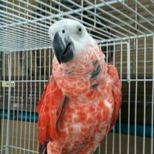 Red Factor African Grey Parrots